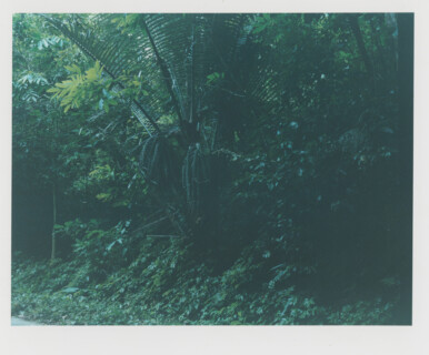 Inga Kerber, (Cliché of a Landscape, Jungle) Vietnam, 2018, Courtesy of the artist