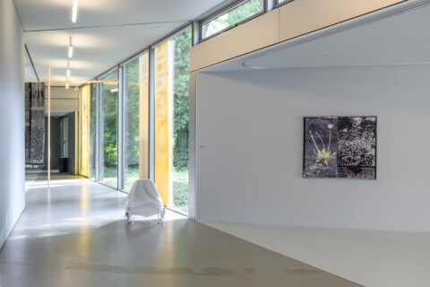Susanne Kriemann: Knochen, Pech, Natternkopf (Being a Photograph), Installationsansicht, 2025, Foto: Alexandra Ivanciu, Copyright: VG Bild-Kunst, Bonn, 2025